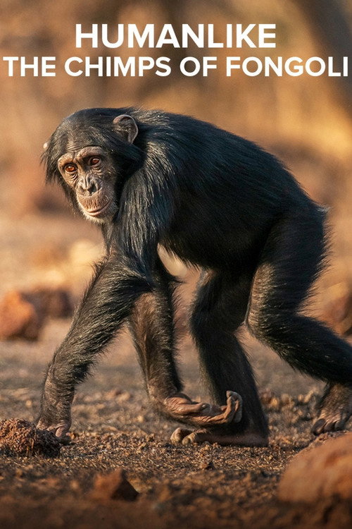 Humanlike - The Chimps of Fongoli