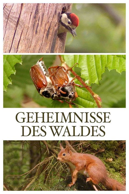 Geheimnisse des Waldes (2011) poster