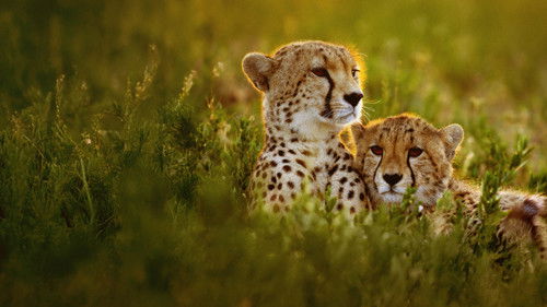 Chitas de Perto com Bertie Gregory