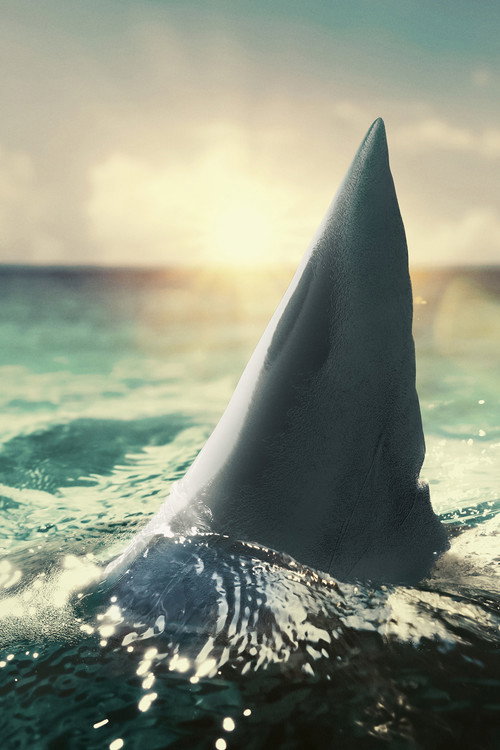 When Sharks Attack 360 poster