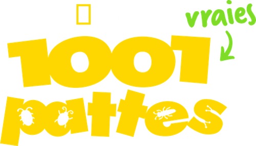 1001 vraies pattes
