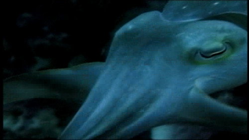 Incredible Creatures That Defy Evolution III Backdrop Blur