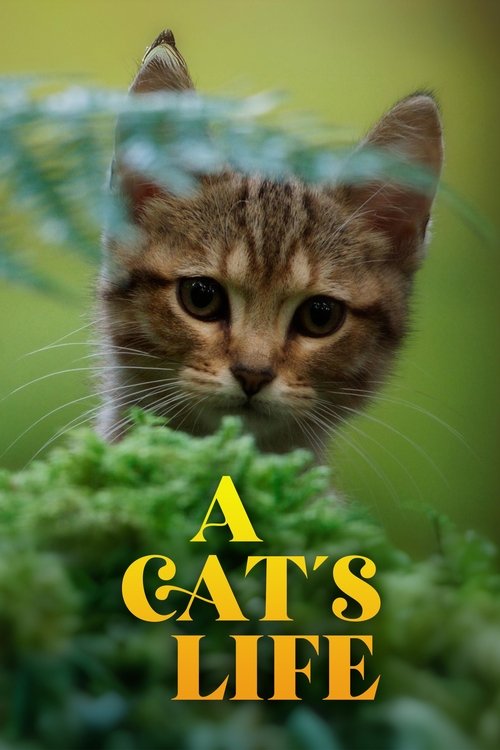 A Cat's Life poster