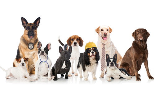 Dogs On the Job - Season 1 Backdrop Blur