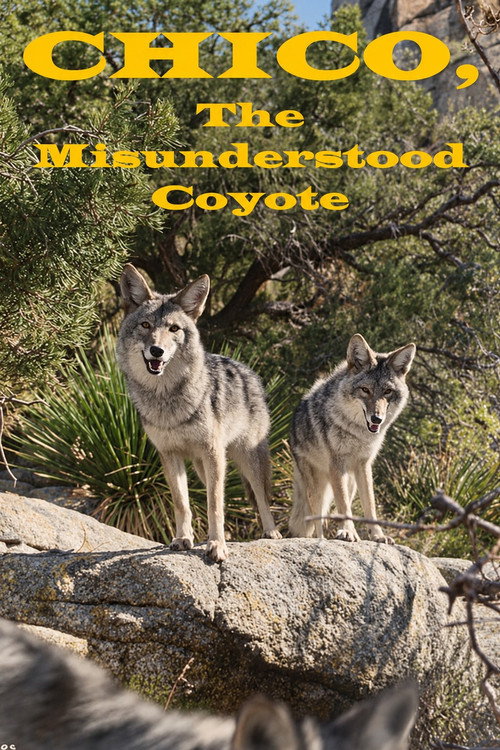 Chico, the Misunderstood Coyote