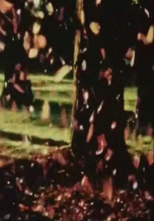 Laub still 2