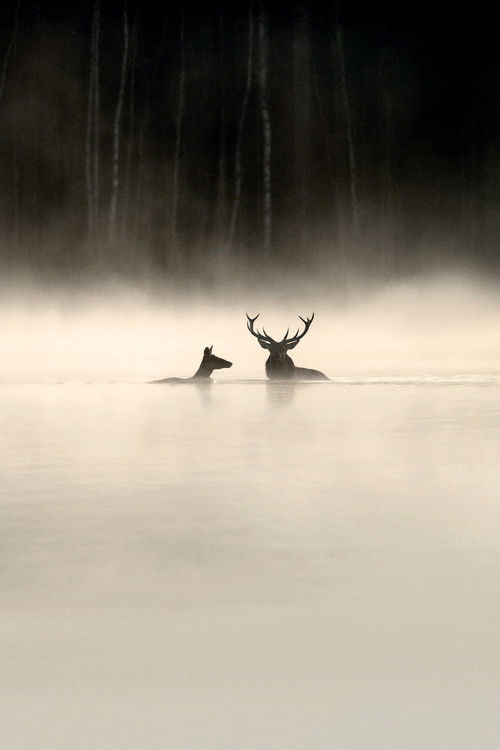 Whispers in the Woods poster