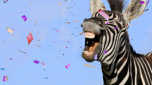 Party Animals Bild 3