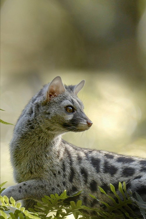 Europas verborgene Naturwunder