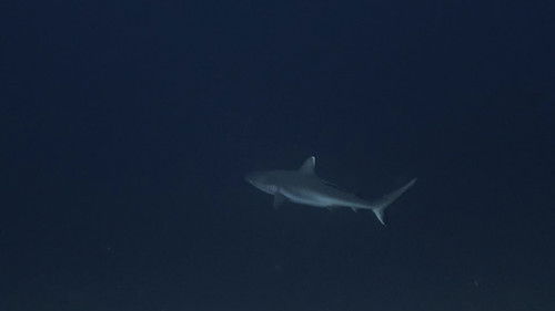 Sharks: Predators of the Deep