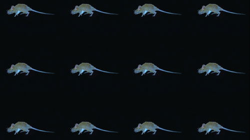 The Experience of a Rat