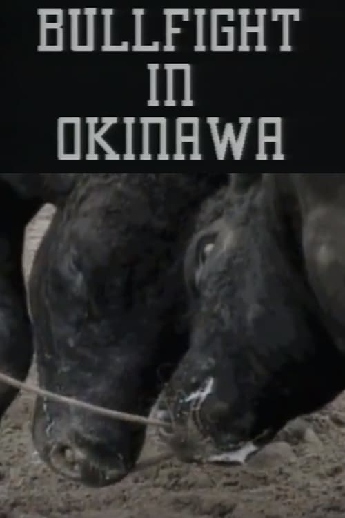Bullfight in Okinawa 1994