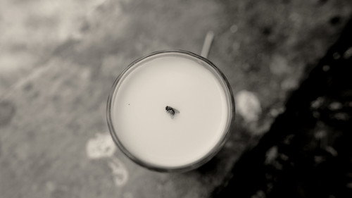 A Fly Floating In The Midst Of The Milk