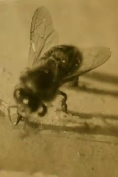 The Life of the Honey Bee
