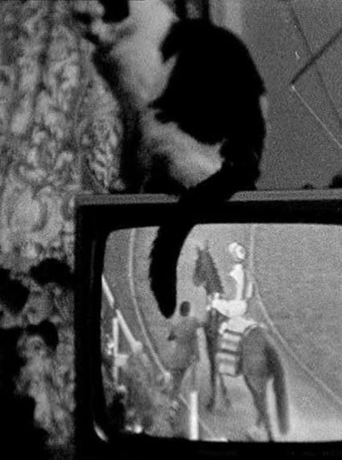 Cat on TV 1977