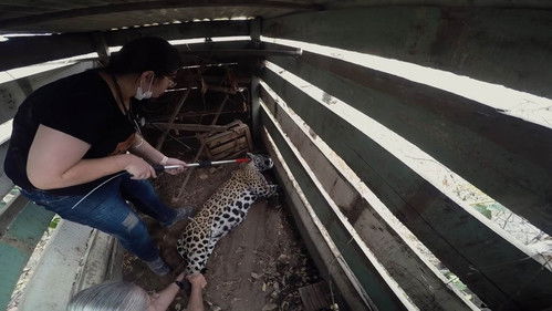 Sinfonia da Sobrevivência