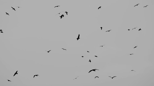 When the Crows Went Wild still