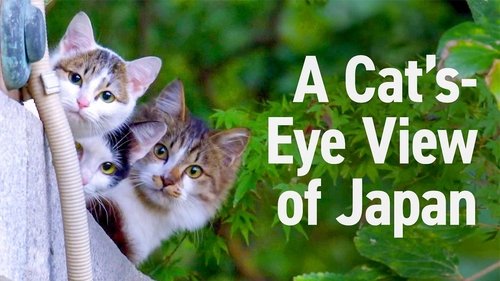 A Cat's-Eye View of Japan