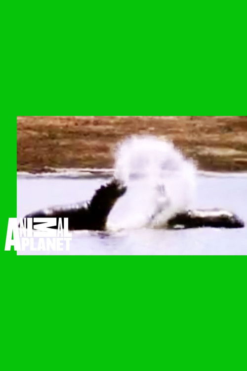 How to Watch Animal Face-Off: Hippo vs. Bull Shark (2004) Streaming