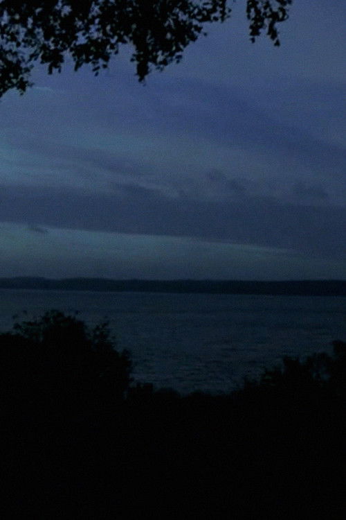 Pigeons Should Fly Freely In the Sky poster