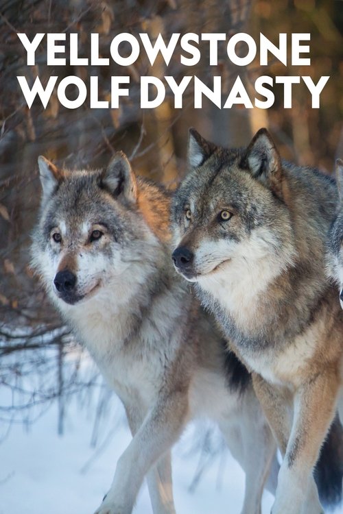 Yellowstone Wolf Dynasty cover