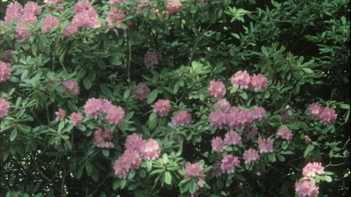 Hanging Upside Down in the Branches