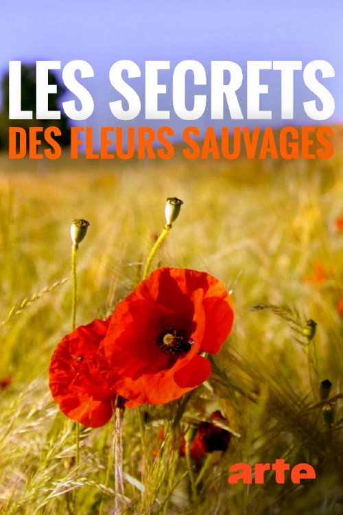 Les secrets des fleurs sauvages