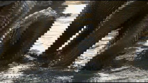 If I Were an Elephant