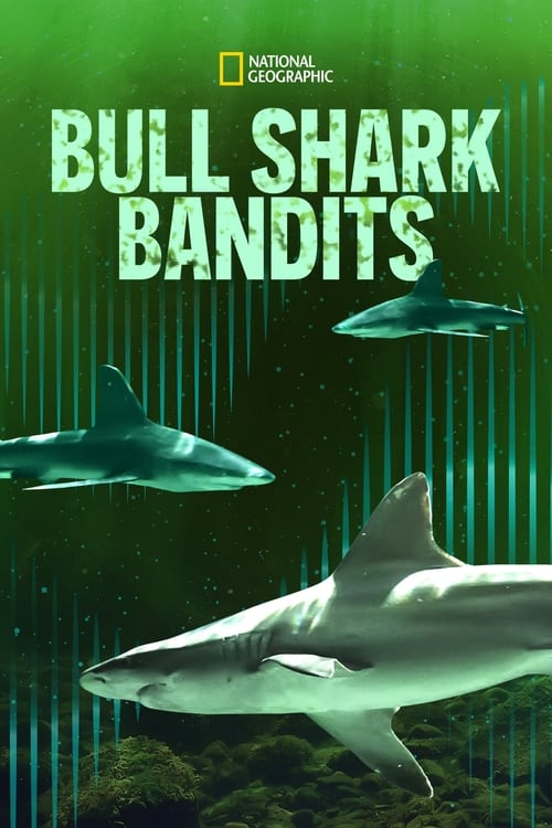 |EN| Bull Shark Bandits