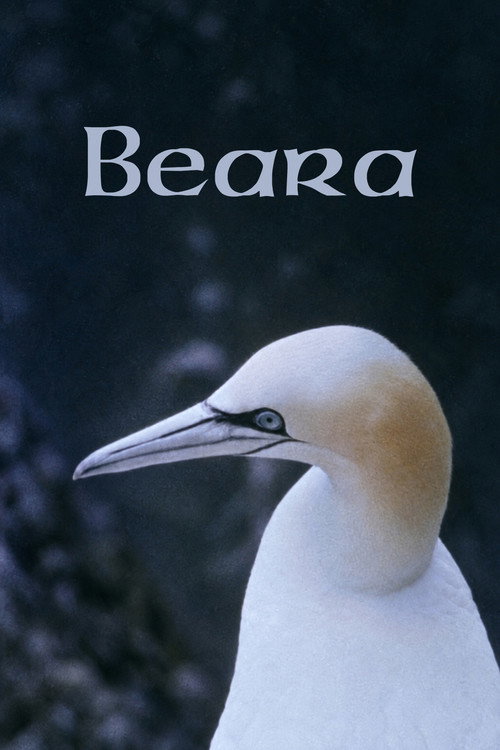 Poster Beara