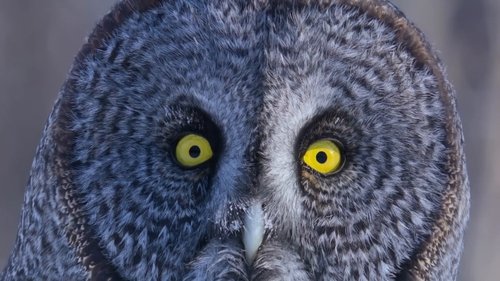 O Misterioso Mundo dos Sons com David Attenborough: 1×1