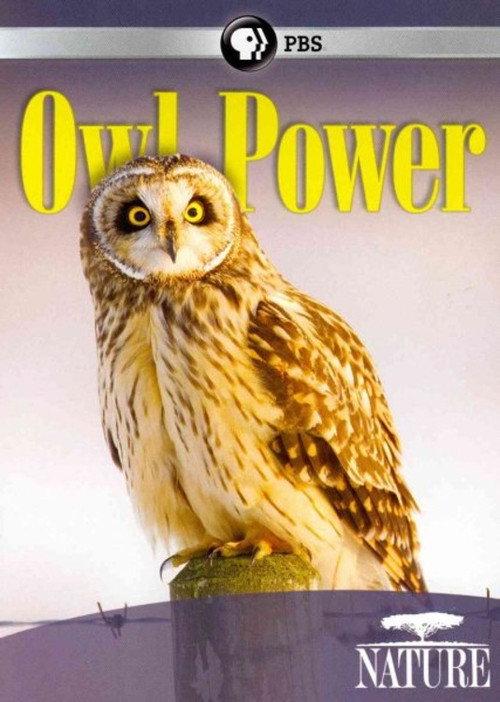 Owl Power
