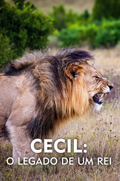 Image Cecil: O Legado de um Rei