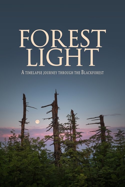 Poster Forest Light 2021