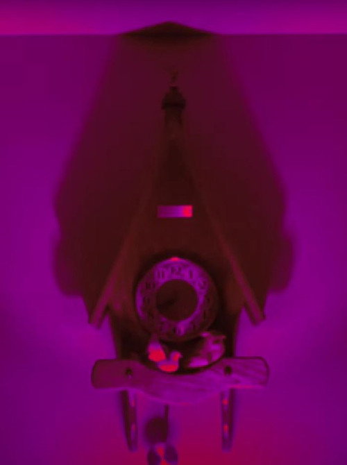 Dreams From My Backyard