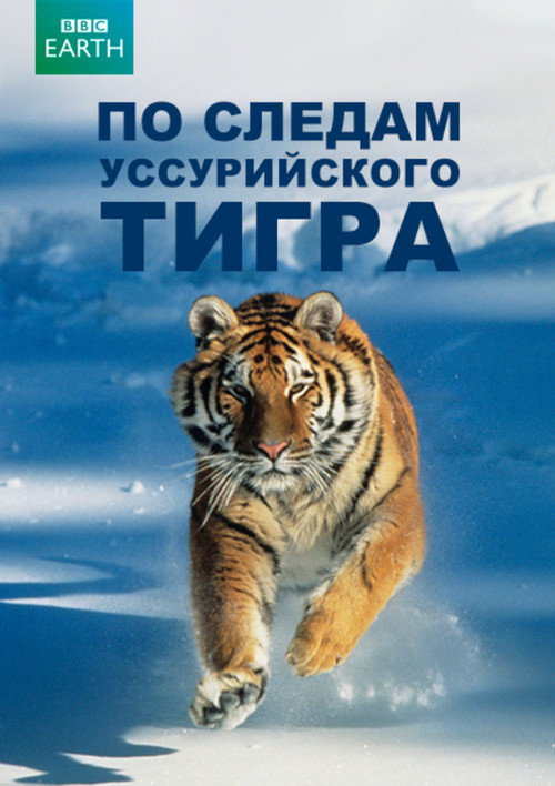 По следам уссурийского тигра