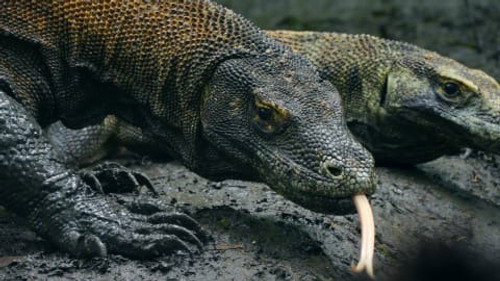Komodo is Calling