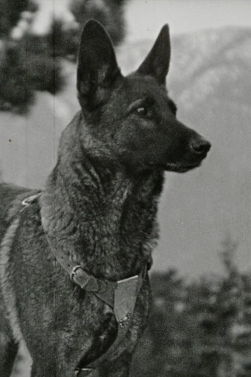Klondike the Dog