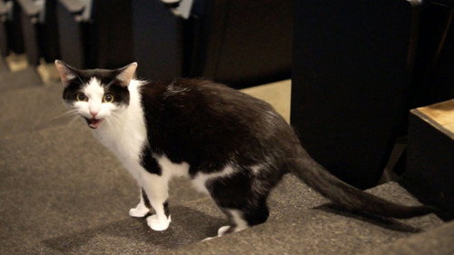 Quarantine Cat Film Festival