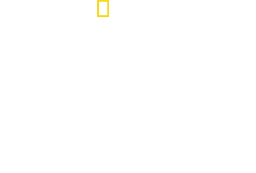 Sharks Up Close with Bertie Gregory
