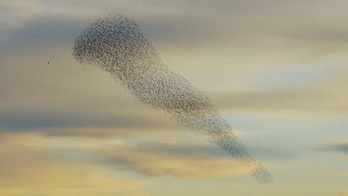 Murmurations Backdrop Blur