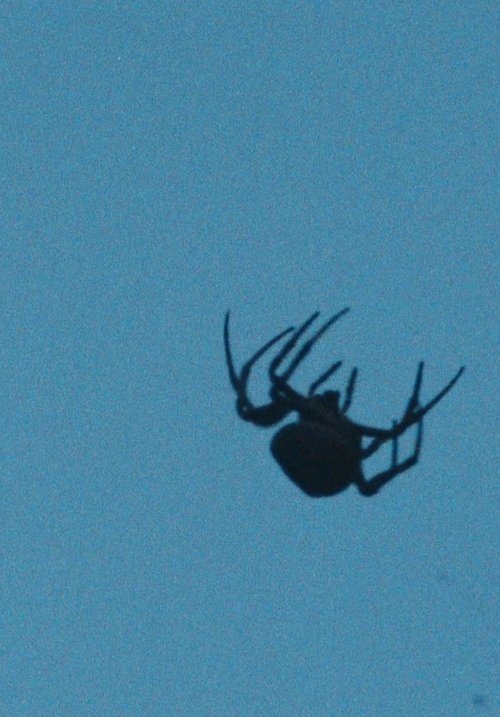 星の巣