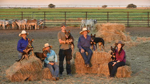 Escena 5 de Muster Dogs