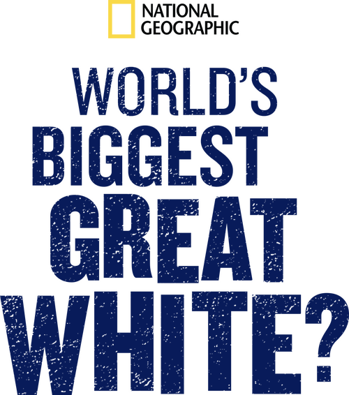 World's Biggest Great White?