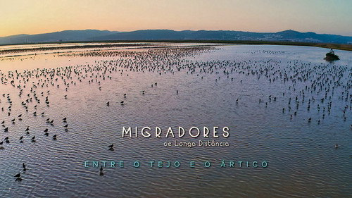 Migradores de Longa Distância: Entre o Tejo e o Ártico Backdrop Blur