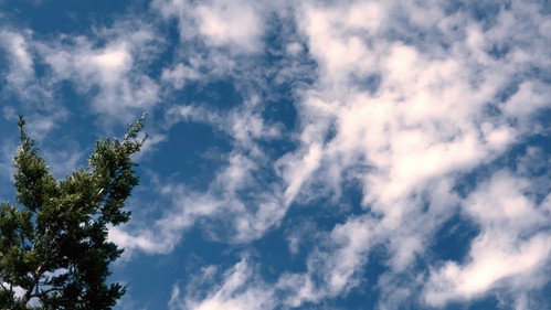 BIRDS ARE DRONES AND THEY CHARGE ON POWERLINES