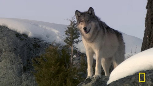 She Wolf still