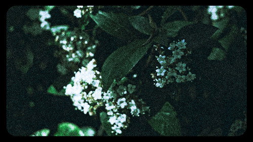 Flowers (III)