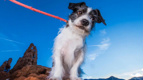 Doggie Winter Wonderland