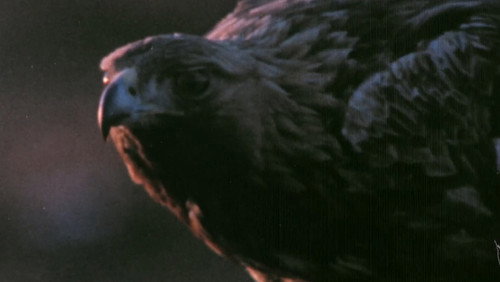 The Sounds of the Northern Forests